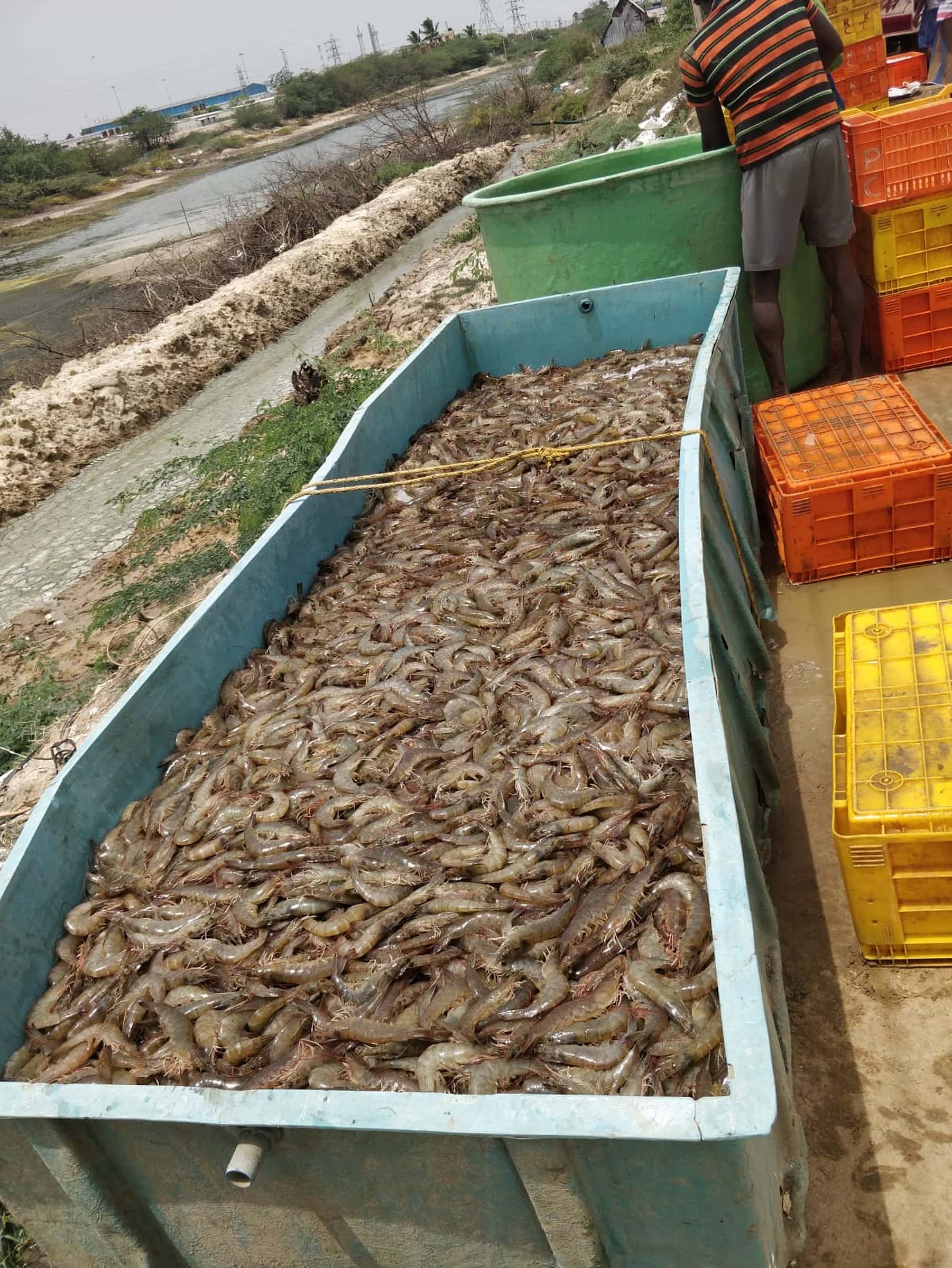Freshly harvested shrimp being loaded from an aquaculture pond into an iced transport tank