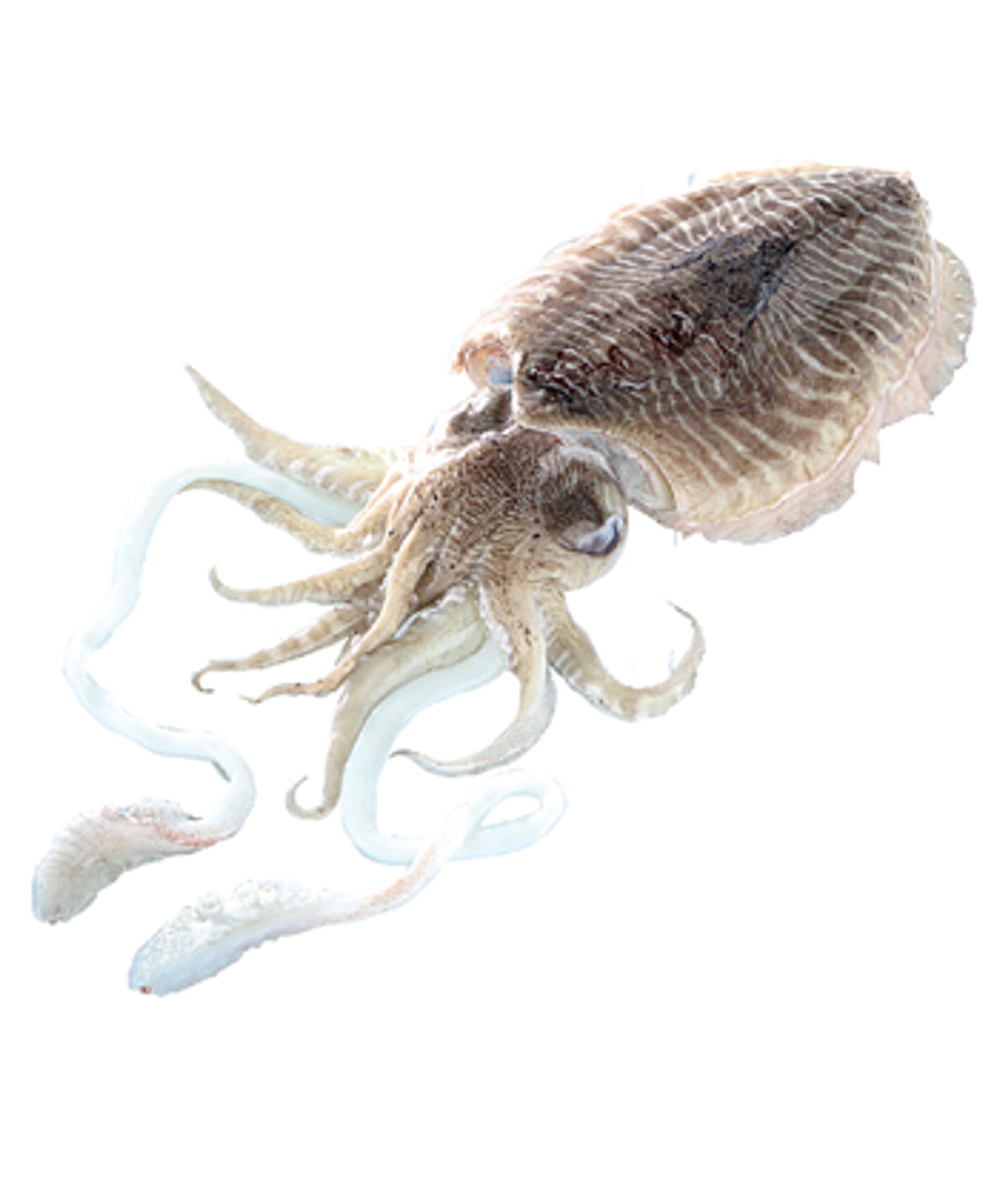 Whole cuttlefish showing its broad mantle, fin edge, and tentacles