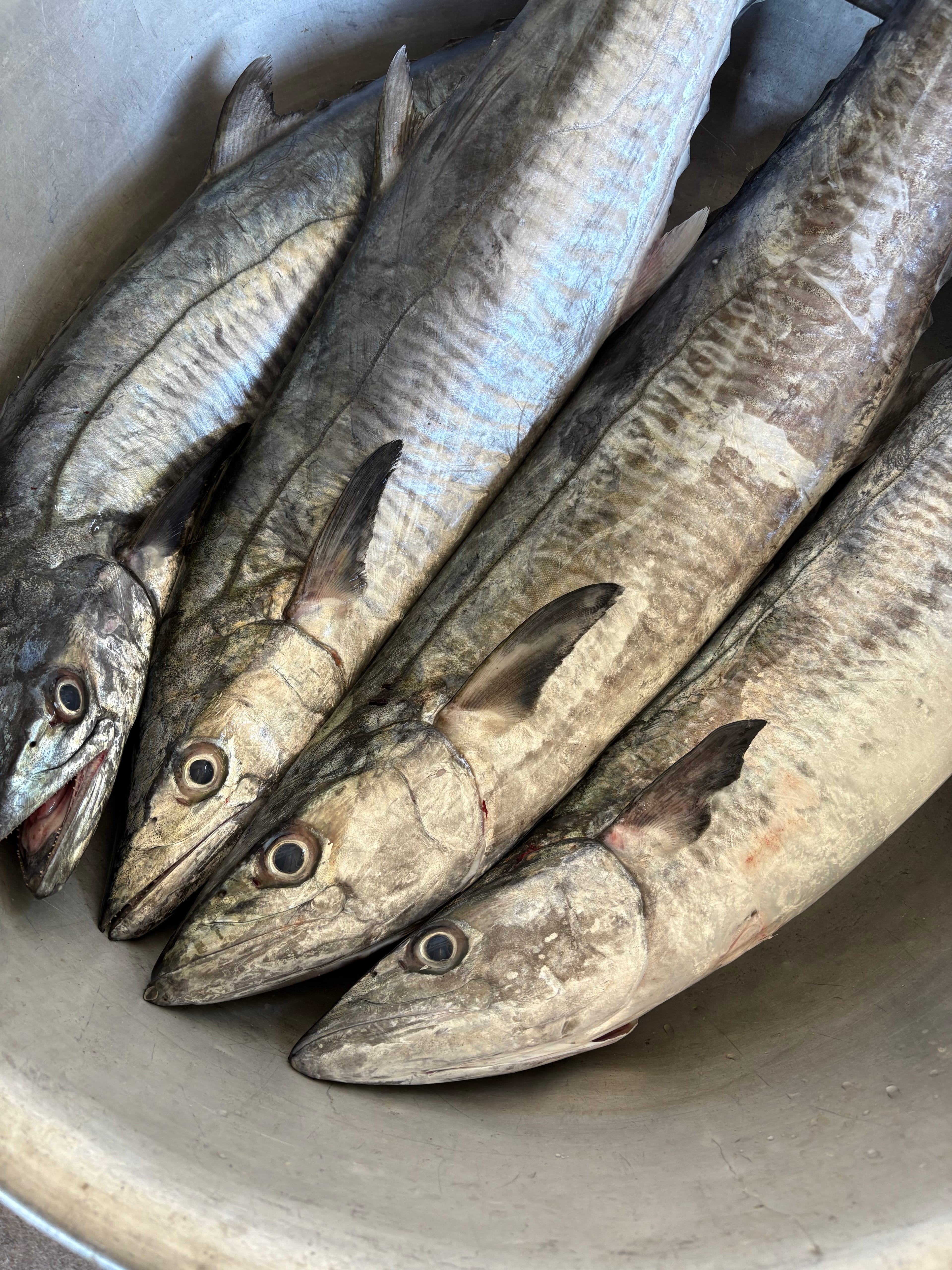 Four whole seer fish (king mackerel), showing their distinctive dark wavy stripes, in a metal basin