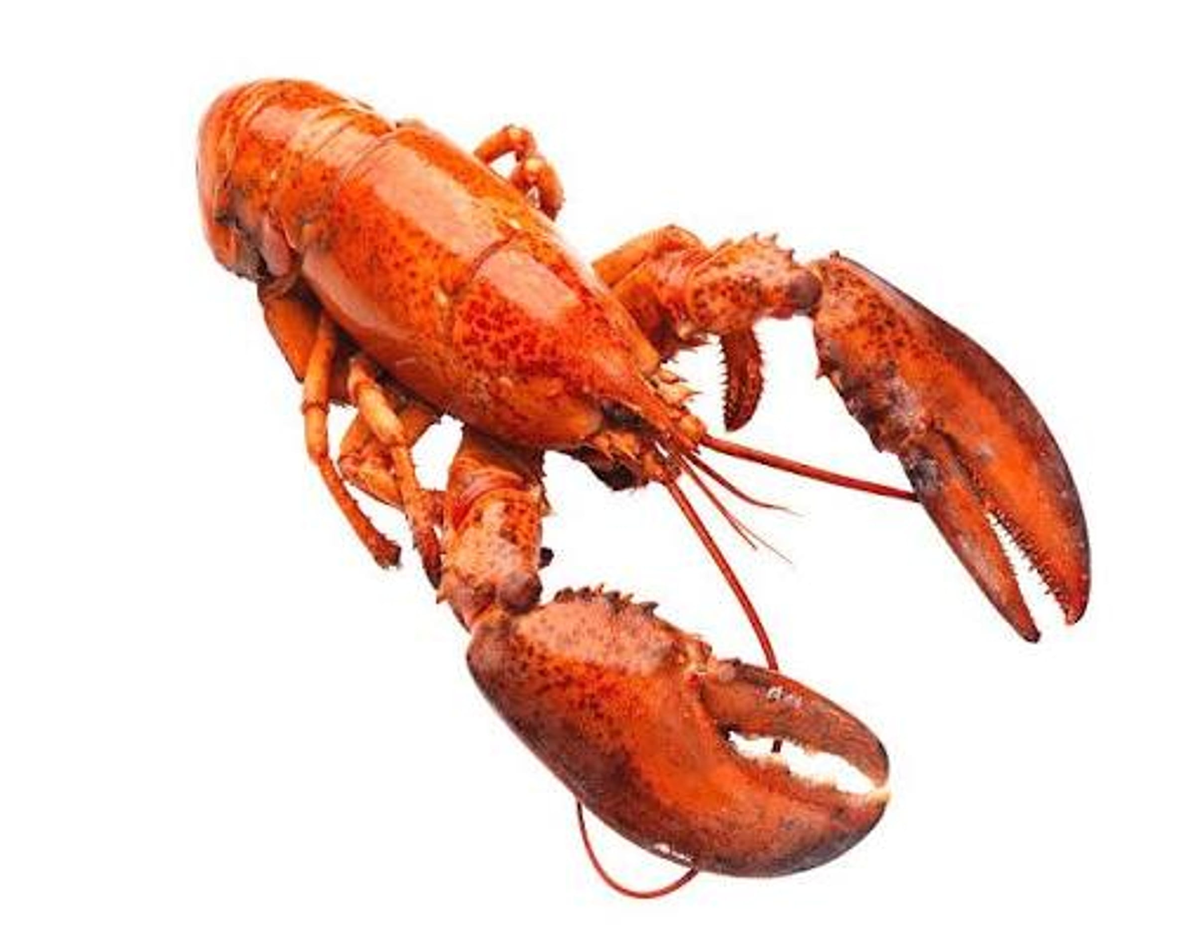 Whole cooked spiny lobster on a plain background, shown for species reference
