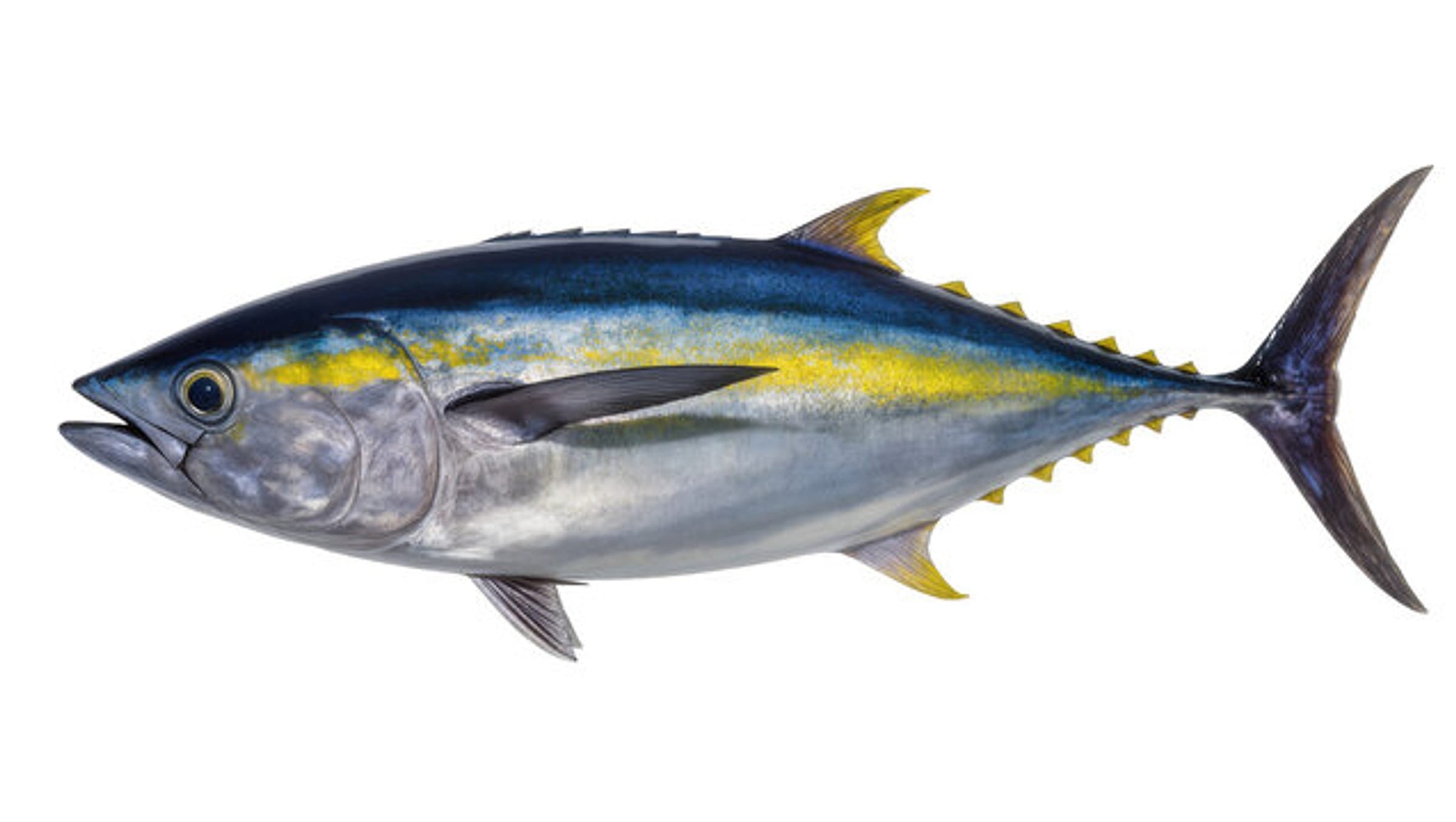 Whole yellowfin tuna on a plain background